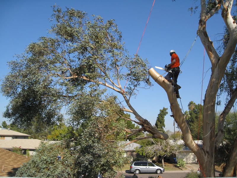 Tree removal Palm Bay Melbourne