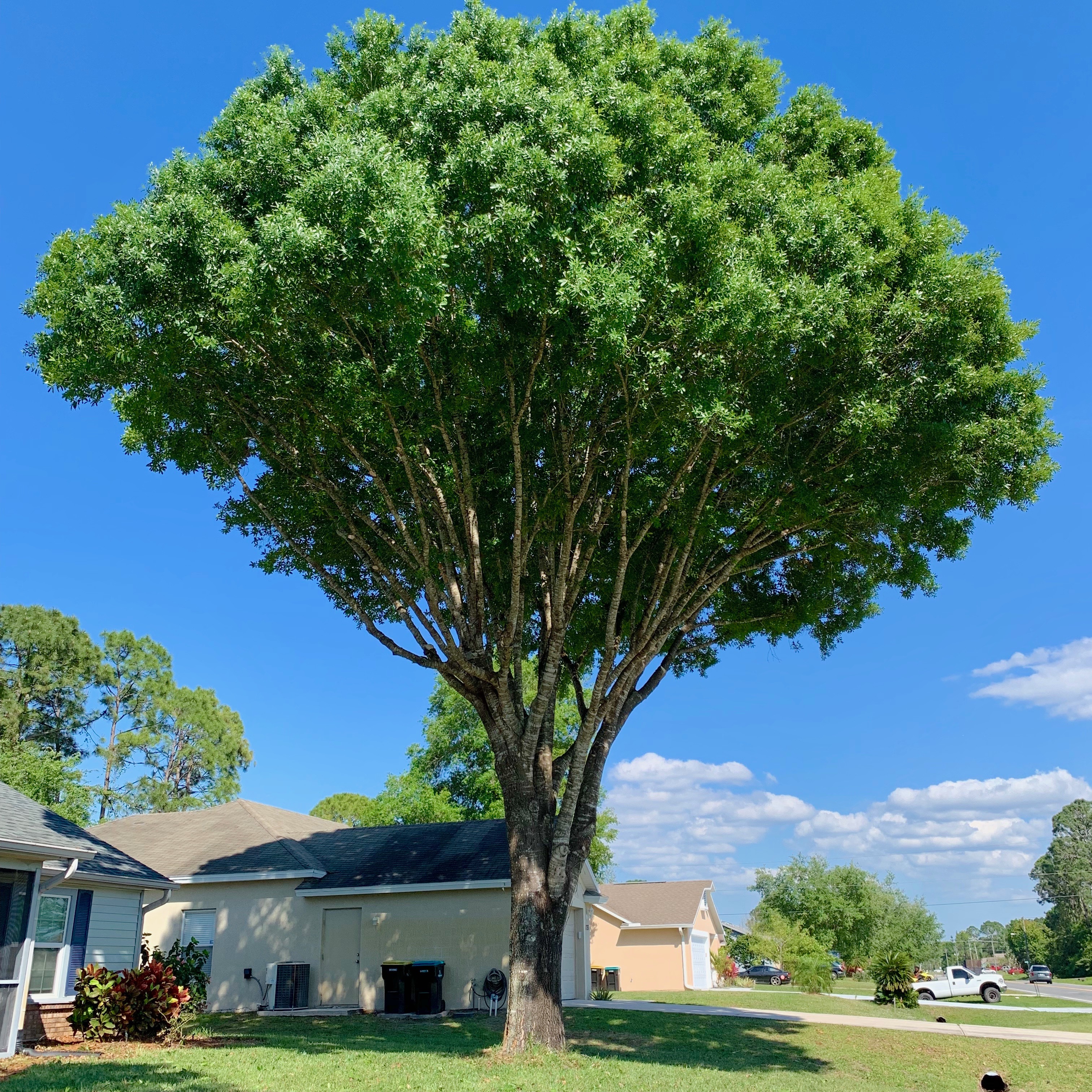 Tree Service Melbourne Tree Service Palm Bay Tree Removal Brevard