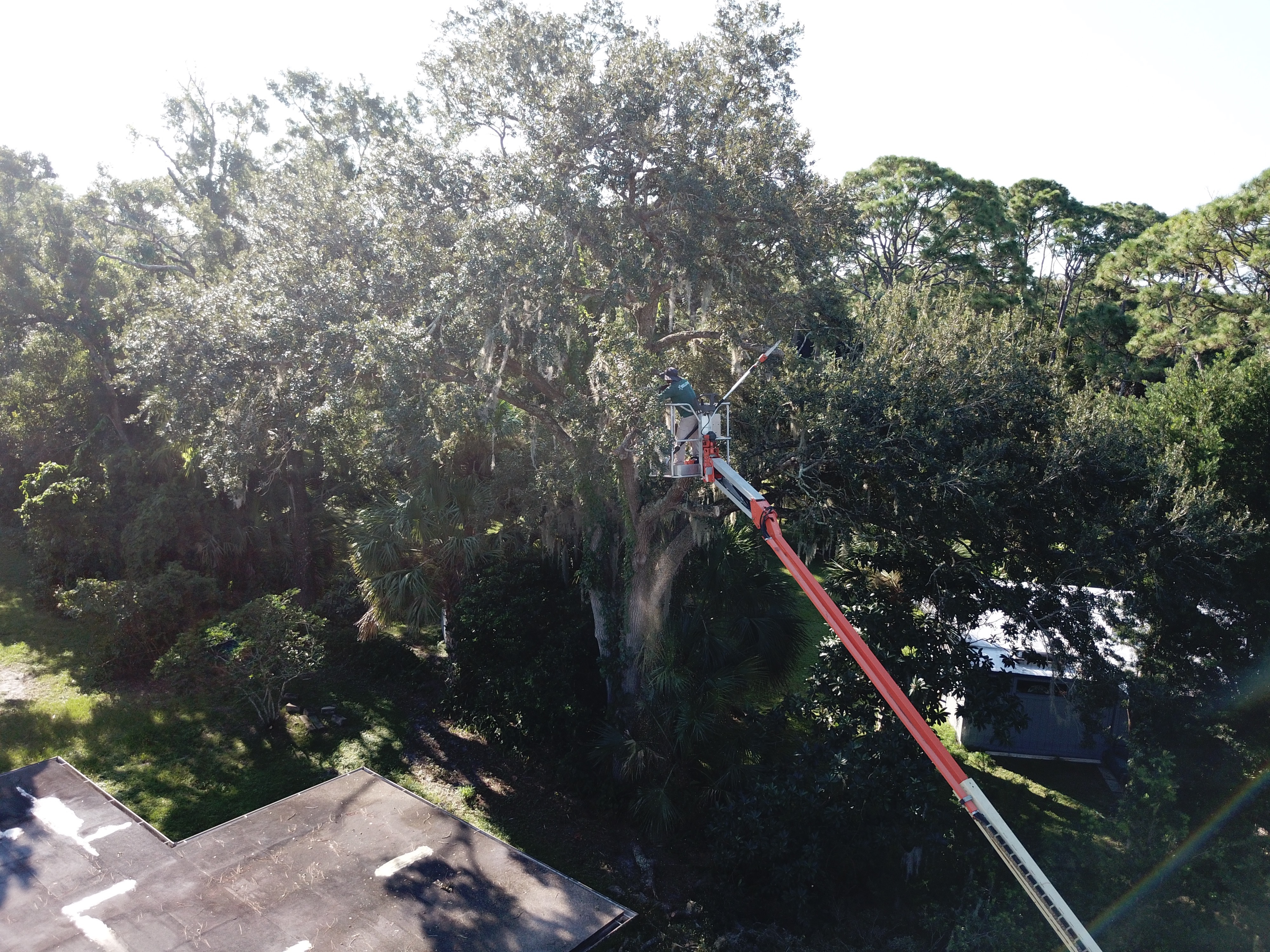 Tree Trimming Palm Bay Melbourne