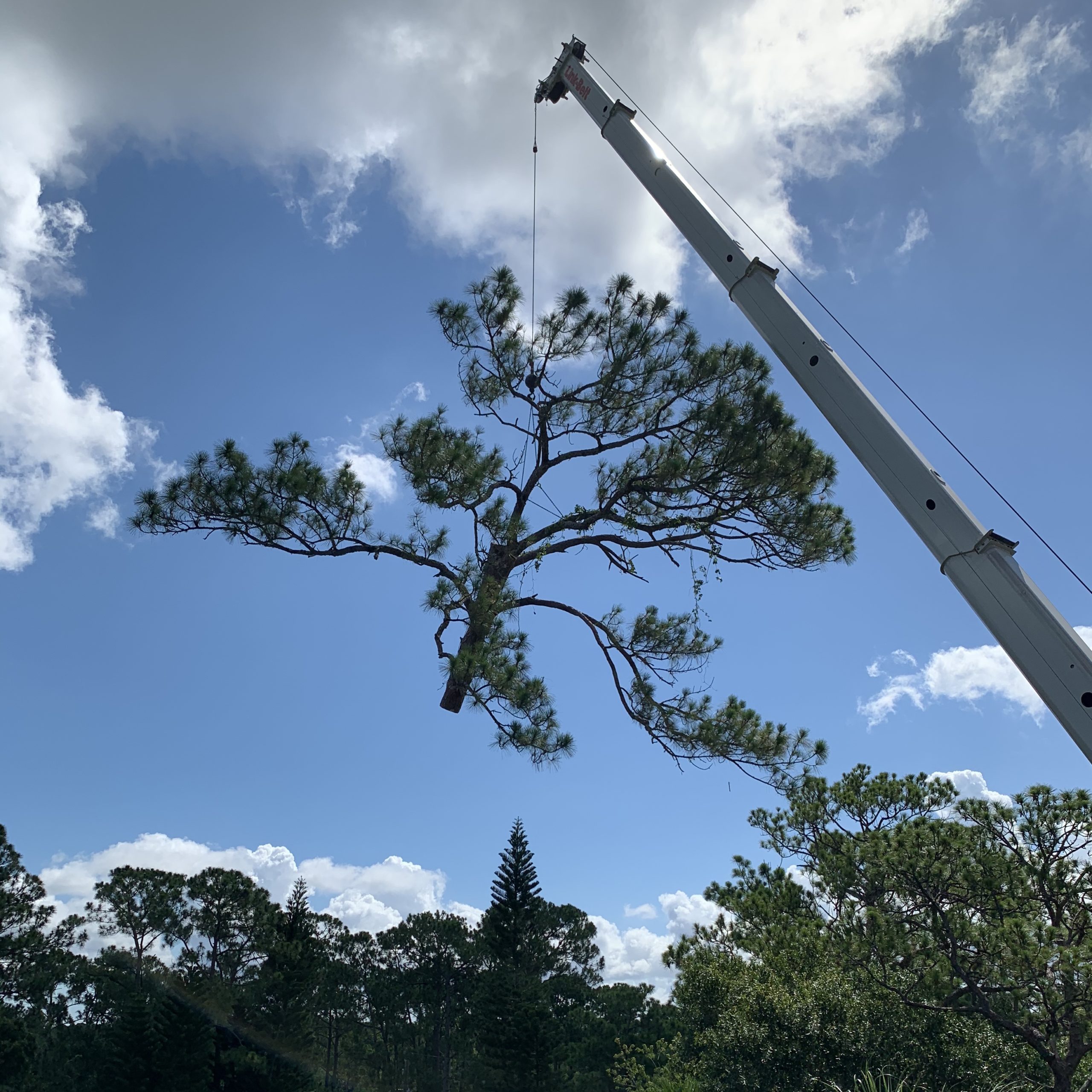 Tree Service Melbourne FL Tree Service Palm Bay FL Merritt Island FL
