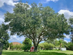 tree removal Melbourne tree removal Palm Bay