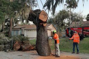 tree service Melbourne FL tree service Palm Bay FL