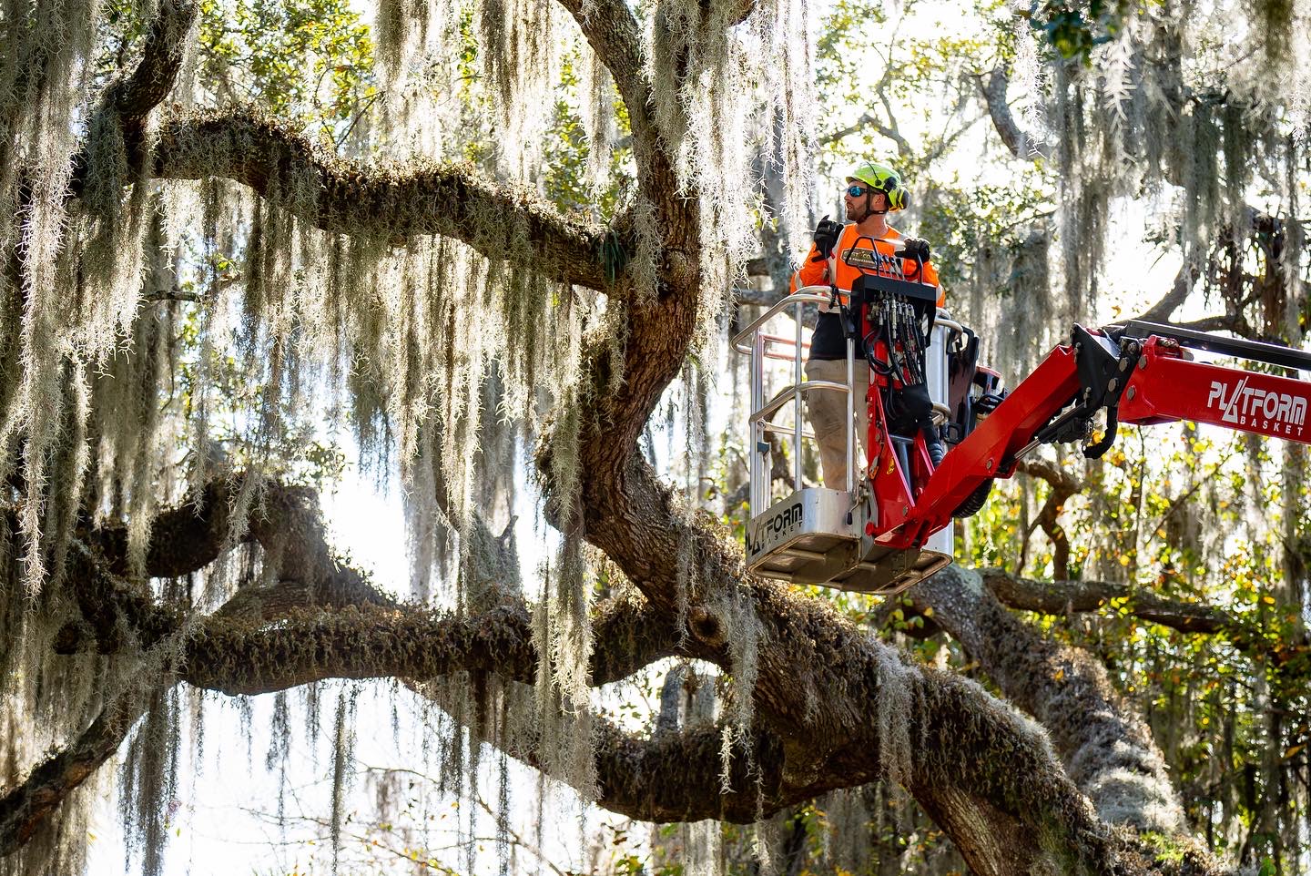 tree trimming Melbourne FL tree trimming Palm Bay FL