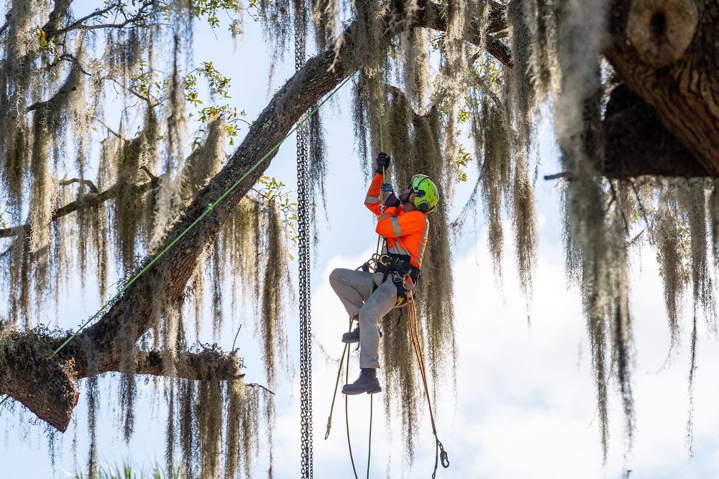 tree service Melbourne tree service Palm Bay