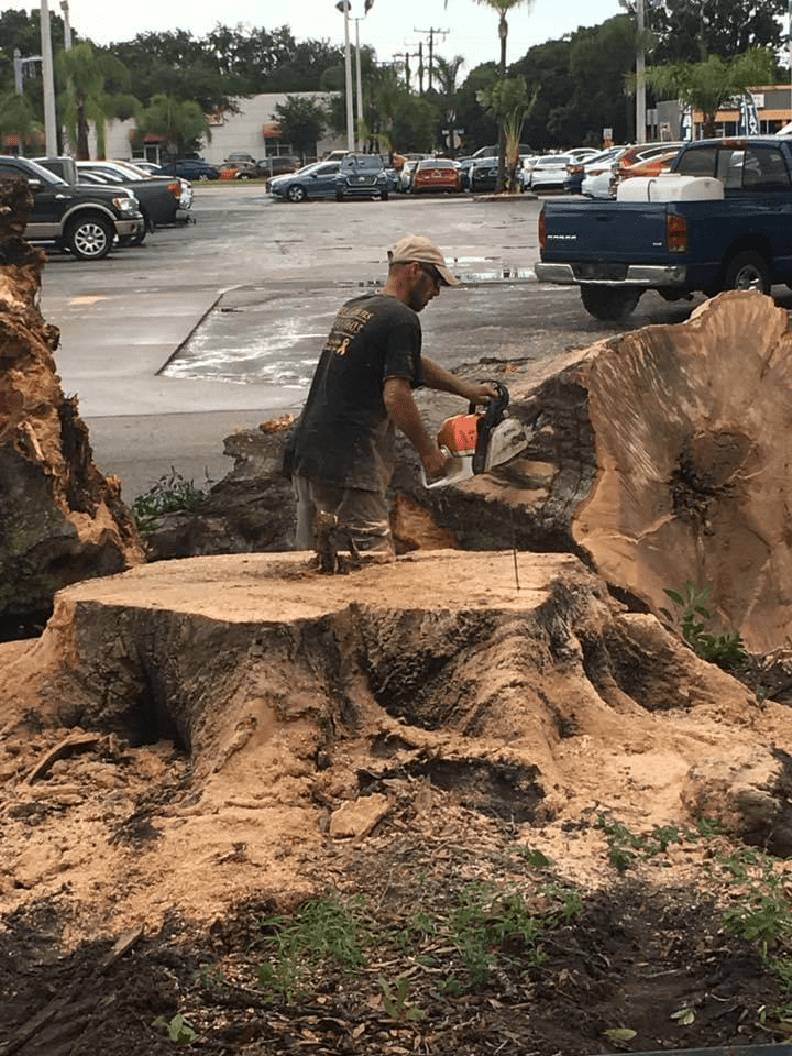 Stump Grinding